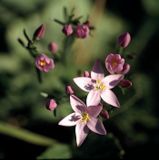 tysiącznik = centuria pospolita Centaurium umbellatum