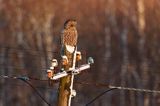 Puszczyk uralski, Strix uralensis