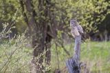 Puszczyk uralski, Strix uralensis