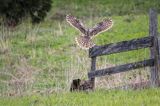 Puszczyk uralski, Strix uralensis