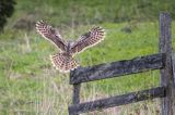 Puszczyk uralski, Strix uralensis