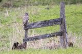 Puszczyk uralski, Strix uralensis