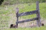 Puszczyk uralski, Strix uralensis