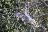 Puszczyk uralski, Strix uralensis