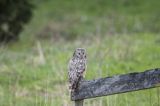 Puszczyk uralski, Strix uralensis