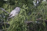 Puszczyk uralski, Strix uralensis