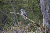 Puszczyk uralski, Strix uralensis