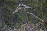 Puszczyk uralski, Strix uralensis