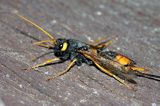 Trzpiennik olbrzym, Urocerus gigas, The Giant Woodwasp, Banded Horntail, or Greater Horntail