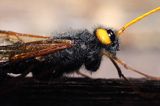 Trzpiennik olbrzym, Urocerus gigas, The Giant Woodwasp, Banded Horntail, or Greater Horntail