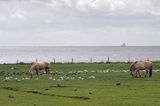 konie i mewy na wyspie Vlieland, Wyspy Fryzyjskie, Holandia, Waddensee, Morze Wattowe