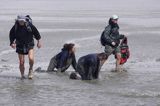 mud walking, wycieczki piesze po osuchach na morzu, Warffumerlaag koło Noordpolderzijl, Fryzja, Waddenzee, Holandia, Morze Wattowe