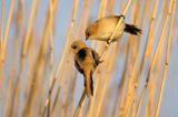 Wąsatka, Panurus biarmicus, samica i samiec, para