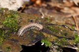 Węzławiec w spróchniałym drewnie, Polydesmus