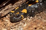 Salamandra plamista, jaszczur plamisty, jaszczur ognisty Salamandra salamandra schowana w spróchniałym drewnie
