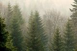Bieszczady, las we mgle