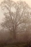 wierzba iwa o świcie we mgle, Salix caprea