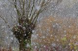 Padający śnieg, śnieżyca, Bieszczady