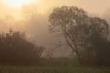 wierzba iwa o świcie we mgle, Salix caprea