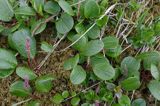 wierzba żyłkowana Salix reticulata