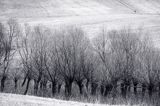 wierzby koło Lutowisk, Bieszczady