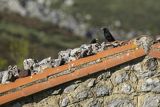 Wieszczki, Pyrrhocorax graculus, koło schroniska górskiego Refugio Vega de Enol, Nad Lago Enol, Park Narodowy Picos de Europa, Asturia, Hiszpania