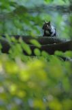 wiewiórka, odmiana ciemna, Sciurus vulgaris, Bieszczady