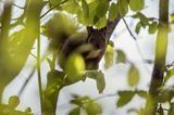 wiewiórka, odmiana ciemna, Sciurus vulgaris, Bieszczady