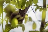 wiewiórka, odmiana ciemna, Sciurus vulgaris, Bieszczady