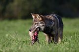 wilk Canis lupus ze zdobyczą
