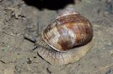 Ślimak winniczek, Helix pomatia