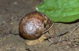 Ślimak winniczek, Helix pomatia