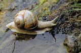 Ślimak winniczek, Helix pomatia