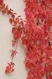 Winobluszcz pięciolistkowy, Parthenocissus quinquefolia