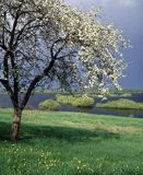 łąka i kwitnące drzewo nad Biebrzą