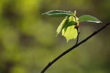 Wiosna w lesie, liść leszczyny, Corylus avellana