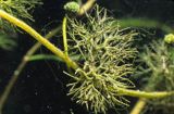 Włosienicznik wodny = jaskier wodny Ranunculus aquatilis = Batrachium aquatile