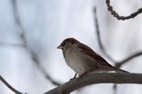 wróbel passer domesticus