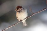 wróbel passer domesticus