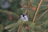 wróbel passer domesticus