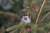 wróbel passer domesticus