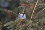 wróbel passer domesticus