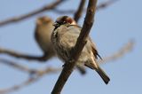 wróbel passer domesticus