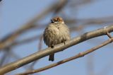 wróbel passer domesticus