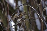 Wróbel domowy - Passer domesticus