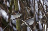 Wróbel domowy - Passer domesticus