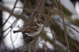 Wróbel domowy - Passer domesticus