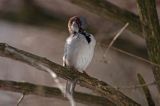 Wróbel domowy - Passer domesticus