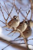 Wróbel domowy - Passer domesticus