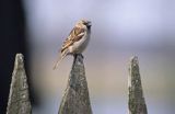 wróbel passer domesticus